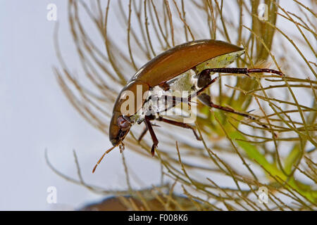 Minor acqua nera beetle, minore di acqua argento beetle, argento minore beetle (Hydrochara caraboides), sotto l'acqua, Germania Foto Stock