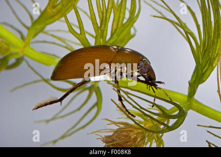 Minor acqua nera beetle, minore di acqua argento beetle, argento minore beetle (Hydrochara caraboides), sotto l'acqua, Germania Foto Stock