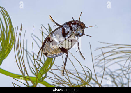 Minor acqua nera beetle, minore di acqua argento beetle, argento minore beetle (Hydrochara caraboides), sotto l'acqua, Germania Foto Stock