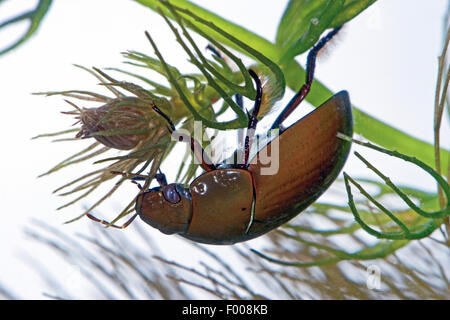 Minor acqua nera beetle, minore di acqua argento beetle, argento minore beetle (Hydrochara caraboides), sotto l'acqua, Germania Foto Stock