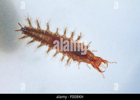 Minor acqua nera beetle, minore di acqua argento beetle, argento minore beetle (Hydrochara caraboides), larva, Germania Foto Stock