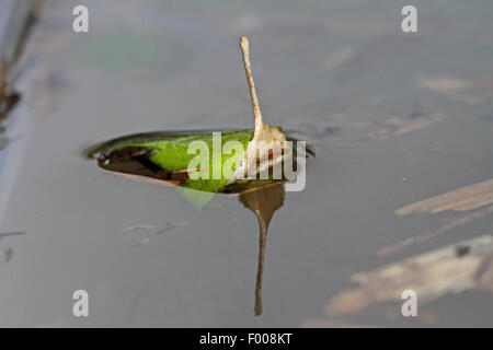 Minor acqua nera beetle, minore di acqua argento beetle, argento minore beetle (Hydrochara caraboides), cocoon ad una foglia di nuoto, Germania Foto Stock