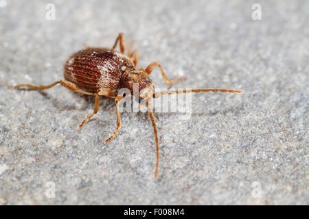 Il ragno comune beetle, bianco-contrassegnato Spider Beetle, Whitemarked Spider Beetle (Ptinus fur), sul terreno, Germania Foto Stock