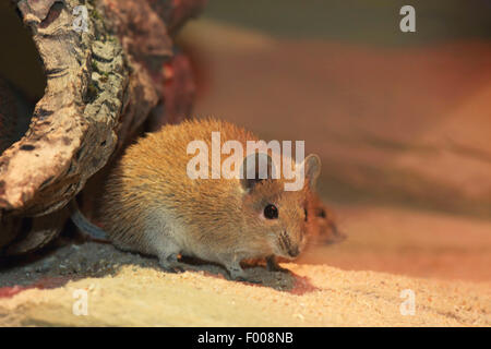 Molla dorata del Mouse (Acomys russatus), seduta nella sabbia Foto Stock