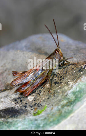 Bow-winged grasshopper (Chorthippus biguttulus, Stauroderus biguttulus, Chorthippus coenobita), seduto su di una pietra, Germania Foto Stock