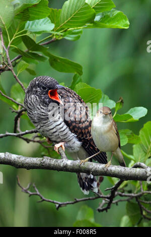 Eurasian cuculo (Cuculus canorus), fledged cuculo accattonaggio reed trillo per alimentazione, Germania Foto Stock