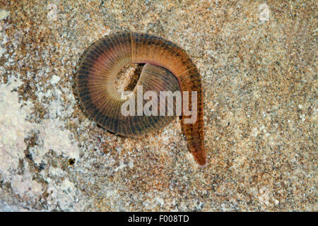 Cavallo europeo leech (Haemopis sanguisuga) arrotolato su una pietra, Germania Foto Stock