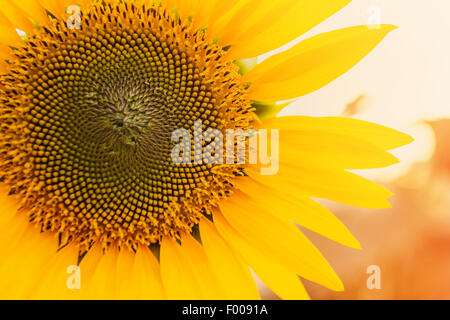 Campo di girasole, foto oscurata Foto Stock