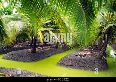 Acqua verde dei canali di irrigazione per alberi di noce di cocco in la provincia Ratchaburi Thailandia. Foto Stock