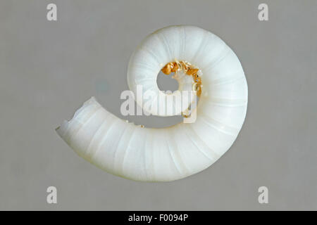 Ram il corno, calamari, comune (spirula Spirula spirula), phragmocone davanti a uno sfondo grigio Foto Stock