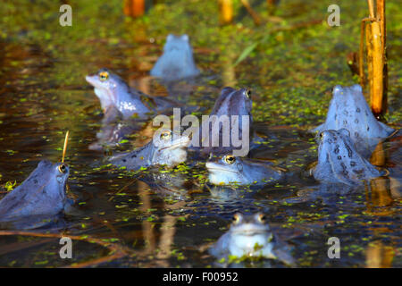 Moor frog (Rana arvalis), intenso blu maschio moor rane in accoppiamento stagione, Germania Foto Stock