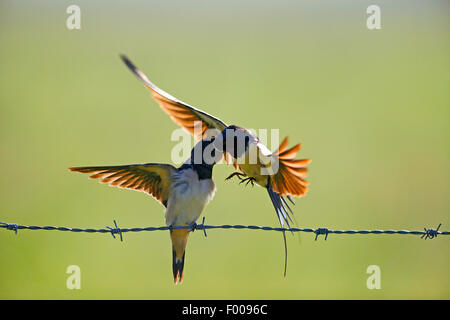 Barn swallow (Hirundo rustica), vera e propria capretti è alimentato, Germania Foto Stock