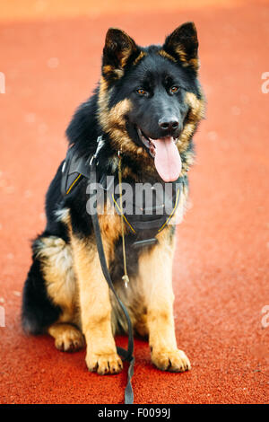 Giovane nero cucciolo pastore tedesco dog sitter su terra Foto Stock