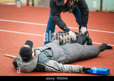 GOMEL, Bielorussia - Febbraio 21, 2014: pastore tedesco addestramento del cane nella regione di Gomel sports club e decorativo di cane allevamento. Foto Stock