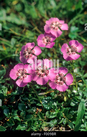 Rosa alpina (Dianthus Alpinus), fioritura, Austria Foto Stock