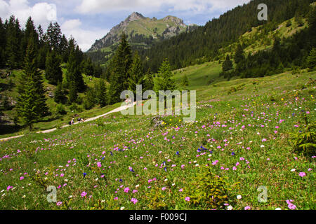Bird's-eye primrose (Primula farinosa), monte prato con Bird's-eye primule, gentianas e altri fiori alpini vicino Graen, Austria, Tirolo Foto Stock