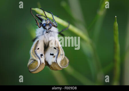 Offuscato apollo, nero apollo (Parnassius mnemosyne), maschio a farfalla ali emergenti dopo la schiusa, Austria, Tirolo Foto Stock