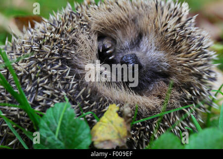 Western riccio, Europeo riccio (Erinaceus europaeus), il ritratto di un arrotolato riccio, in Germania, in Baviera Foto Stock