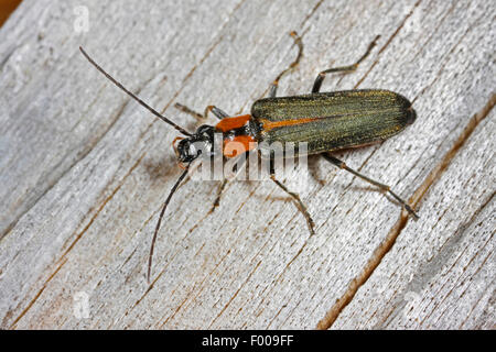 Falso blister coleotteri, polline-alimentare coleotteri (Anogcodes rufiventris), seduti su legno, Germania Foto Stock