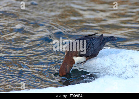 Bilanciere (Cinclus cinclus), in inverno a un iceless brook, Germania, Schleswig-Holstein Foto Stock