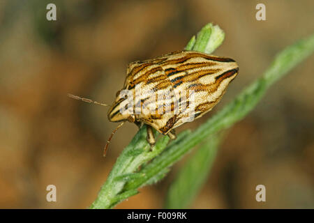 Schermatura-back bug (Odontotarsus robustus), seduto su un impianto, Germania Foto Stock