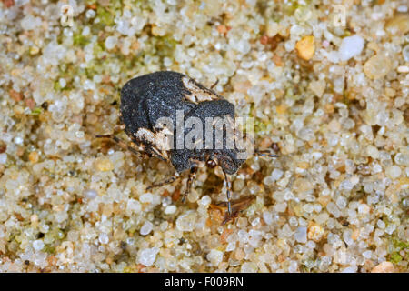 Schermatura-back bug (Phimodera humeralis), sulla sabbia Foto Stock