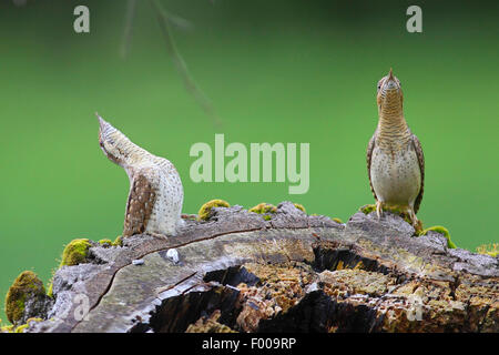 Northern spasmodico (Jynx torquilla), femmina (sinistra) e maschio (a destra) deadwood, Germania Foto Stock