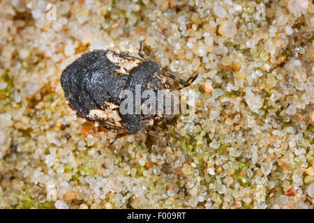 Schermatura-back bug (Phimodera humeralis), sulla sabbia Foto Stock