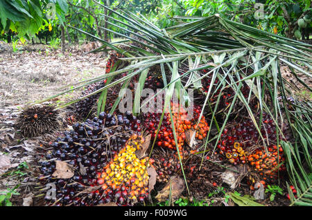 I semi oleosi utilizzati per la produzione di olio di palma in Ghana Foto Stock