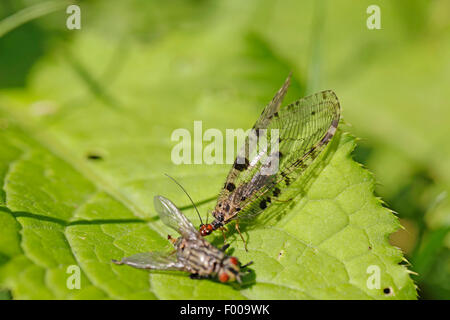 Osmylid fly, Giant lacewing stream (Osmylus fulvicephalus, Osmylus chrysops), Giant lacewing stream sitting on a leaf and etaing a fly, Germany, Bavaria Foto Stock