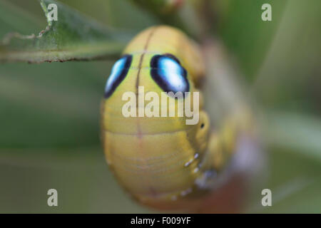 Oleandro hawkmoth (Daphnis nerii), occhio macchie sul torace del caterpillar, Croazia, Istria Foto Stock