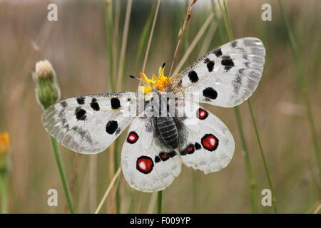 Apollo (Parnassius apollo), femmina sunbaths al mattino, in Germania, in Baviera Foto Stock