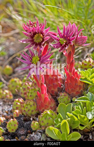 Casa di montagna-porro, Mountain semprevivo (Sempervivum montanum), fioritura, Germania Foto Stock