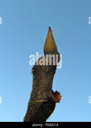 La figura commestibili, comune fig, Figtree (Ficus carica), inverno bud Foto Stock