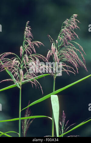 Erba reed, cannuccia di palude (Phragmites communis, Phragmites australis), pannocchie, Germania Foto Stock