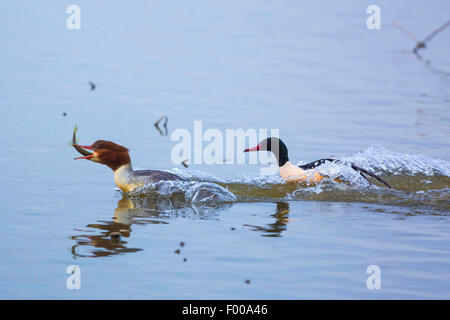 Smergo maggiore (Mergus merganser), femmina con catturato pike fuoriesce dal maschio, in Germania, in Baviera, il Lago Chiemsee Foto Stock