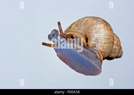 Rosso a bocca di lupo lumaca, Round a bocca di lupo (lumaca Pomatias elegans), striscianti su di una lastra di vetro, Germania Foto Stock