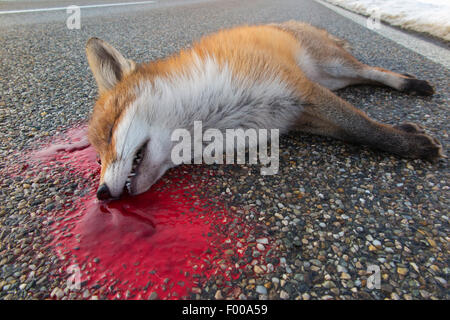 Red Fox (Vulpes vulpes), morto fox giacente in un porto di Poole di sangue sulla strada, incidenti stradali, in Germania, in Baviera Foto Stock