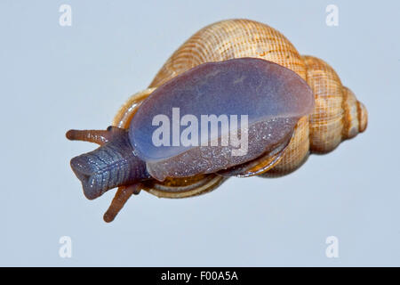 Rosso a bocca di lupo lumaca, Round a bocca di lupo (lumaca Pomatias elegans), striscianti su di una lastra di vetro, Germania Foto Stock