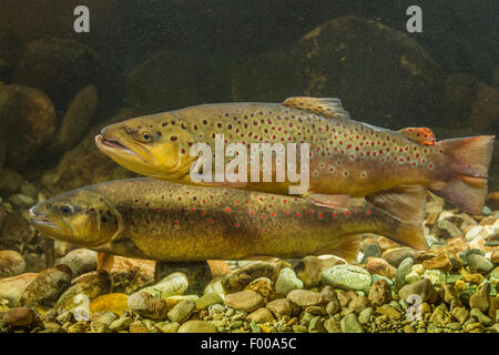 La trota fario trota di fiume, trota di fiume (Salmo trutta fario), maschio e femmina la deposizione delle uova, in Germania, in Baviera Foto Stock