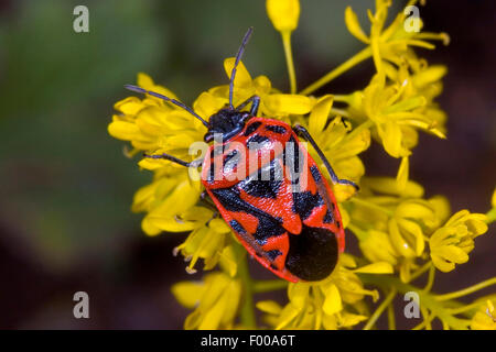 Cavolo ornati bug (Eurydema ornata, Eurydema ornatum), sui fiori gialli, Germania Foto Stock