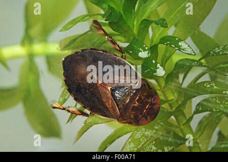 Piattino bug, acqua strisciante bug (Ilyocoris cimicoides, Naucoris cimicoides), su Elodea, Germania Foto Stock