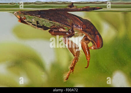 Piattino bug, acqua strisciante bug (Ilyocoris cimicoides, Naucoris cimicoides), nuota in superficie di acqua, Germania Foto Stock