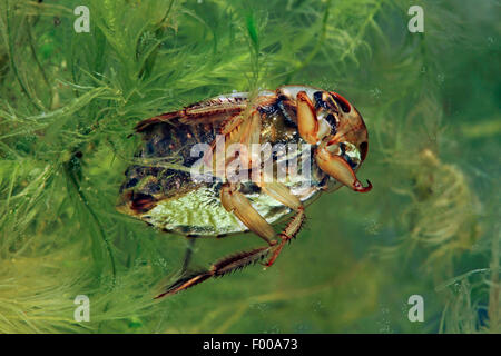 Piattino bug, acqua strisciante bug (Ilyocoris cimicoides, Naucoris cimicoides), nuoto, dal di sotto, Germania Foto Stock