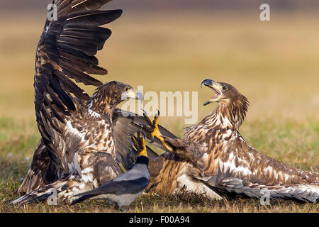 White-tailed sea eagle (Haliaeetus albicilla), due white-tailed aquile di mare combattendo in un prato e un corvo li guarda, Svizzera Vallese Foto Stock