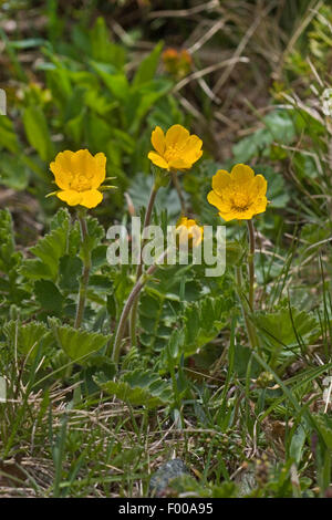 Alpine avens (Geum montanum), fioritura, Germania Foto Stock