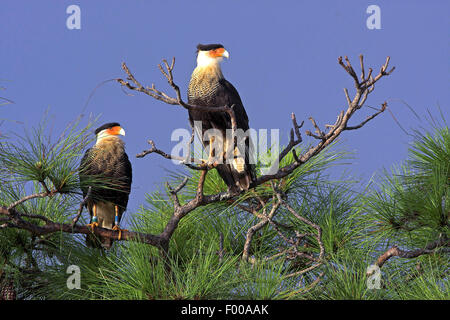 Comune (caracara Polyborus plancus), due crestato meridionale caracaras seduto su un ramo, STATI UNITI D'AMERICA, Florida Everglades National Park Foto Stock