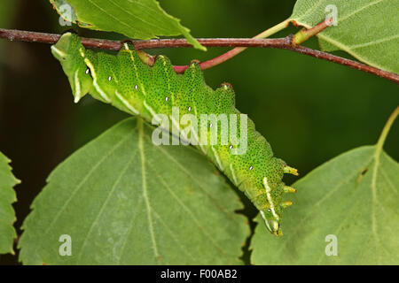 Kentish gloria (Endromis versicolora), Caterpillar a un ramoscello, Germania Foto Stock