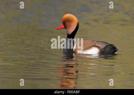 Rosso-crested pochard (Netta rufina), nuoto drake, Svizzera Vallese Foto Stock