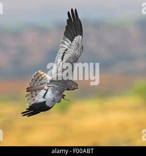 Montague's Harrier (Circus pygargus), in volo con la preda , Svizzera Vallese Foto Stock